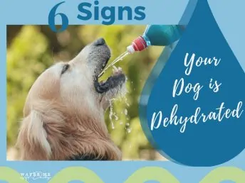 golden retriever dog drinking water from squirting water bottle