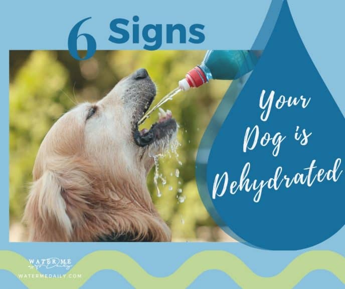 6 Signs Your Dog is Dehydrated - Water Me Daily