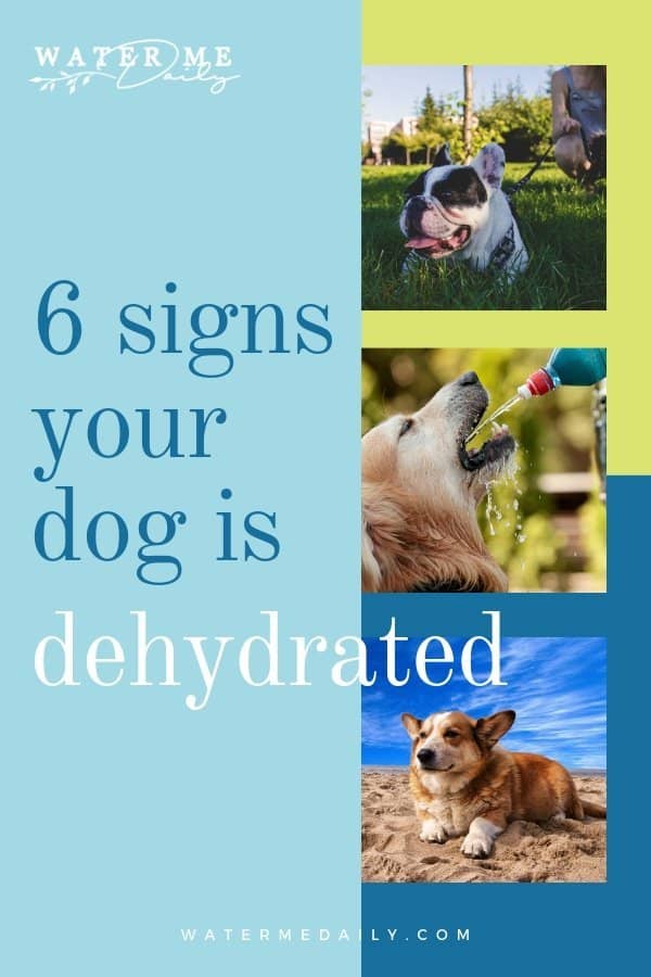 signs your dog is dehydrated